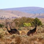 Flinders-ranges-emu