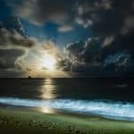 palm-cove-beach-cairns-australie