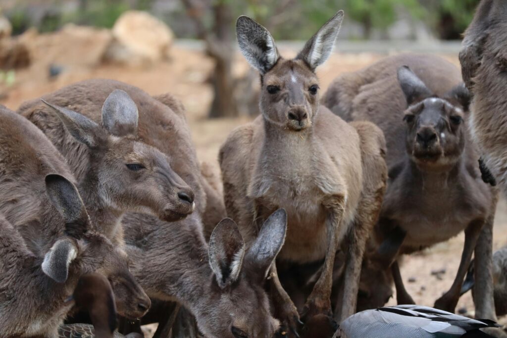 travailler en refuge animalier en australie