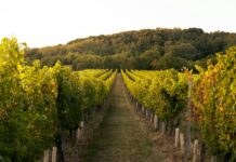 Faire les vendanges en Australie : conseils et retour d’expérience