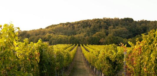 Faire les vendanges en Australie : conseils et retour d’expérience