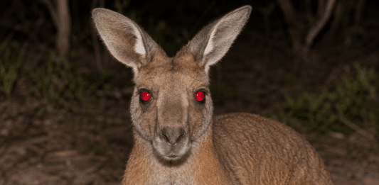 20 + (fausses) bonnes raisons de ne PAS partir en Australie